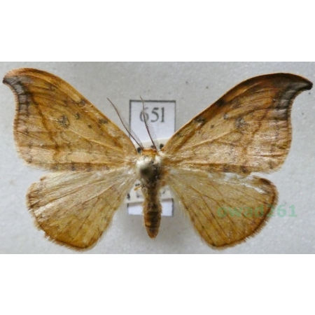 Drepana falcataria (Linnaeus, 1758) male Wycinka sierpianka Czech65l